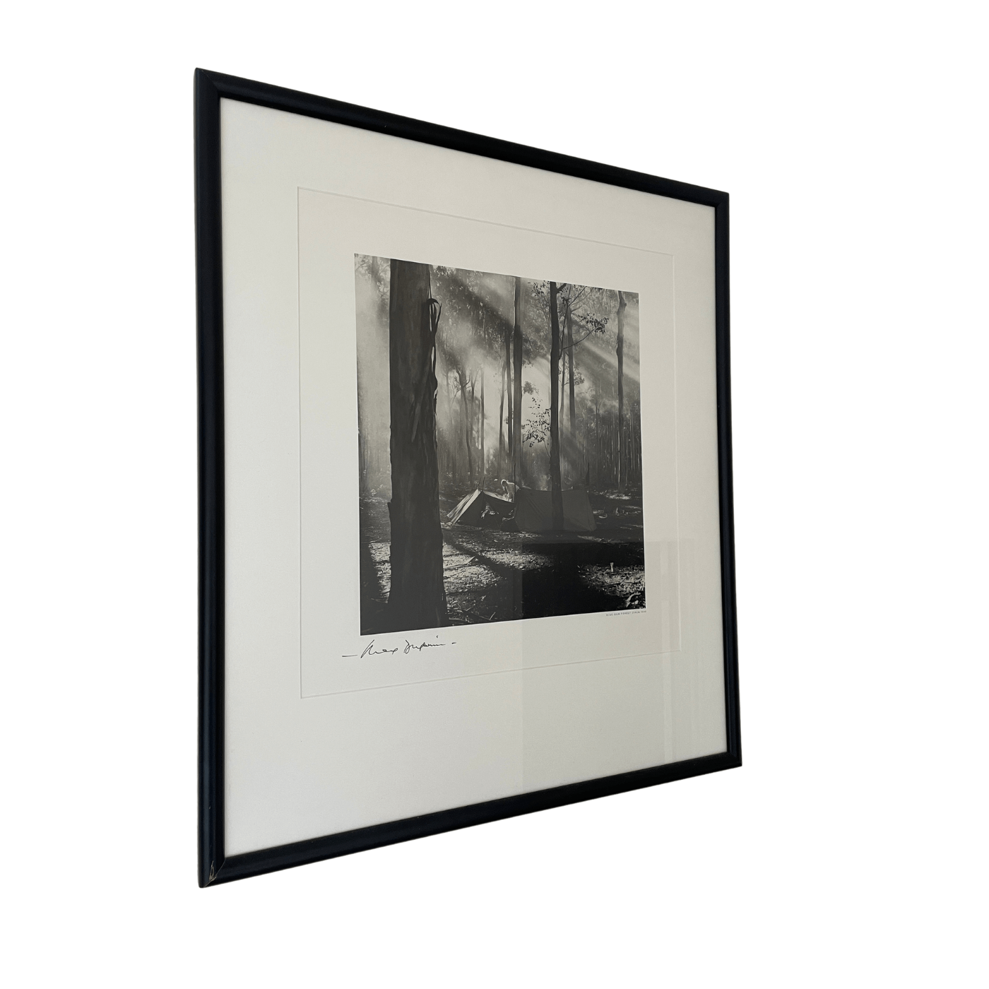 Two-Design Lovers Max Dupain Print, Blue Gum Forest Circa 1940